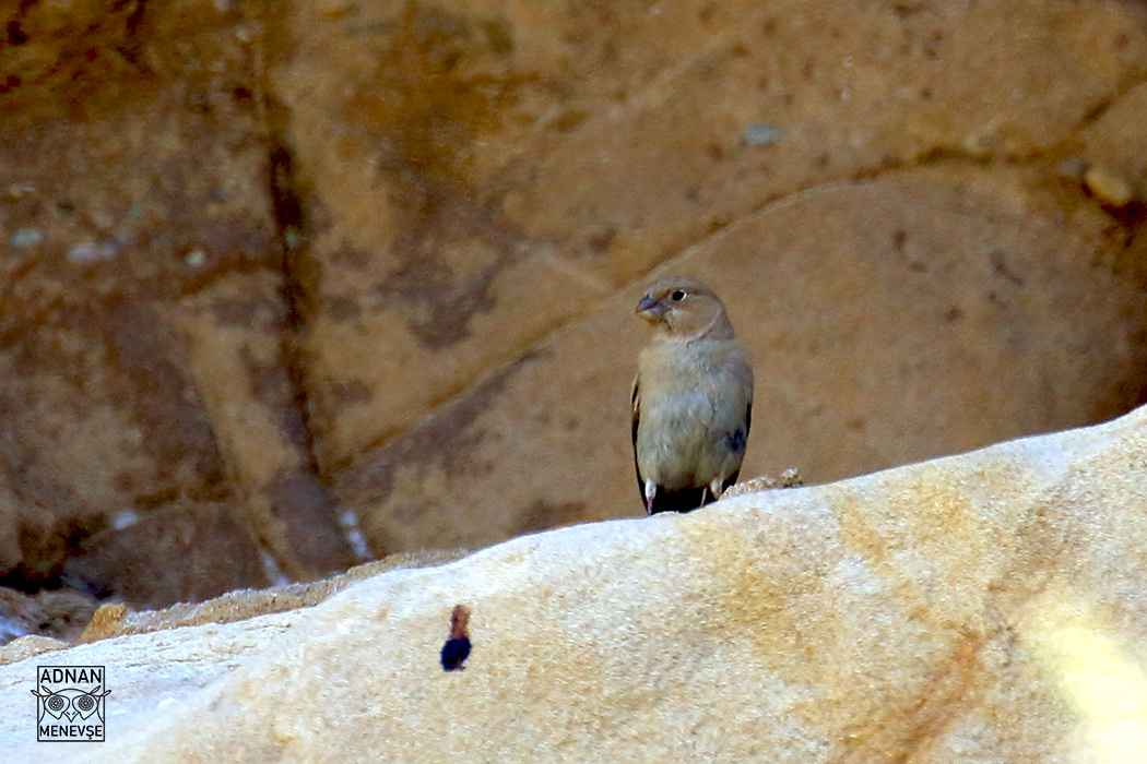 Mongolian Finch